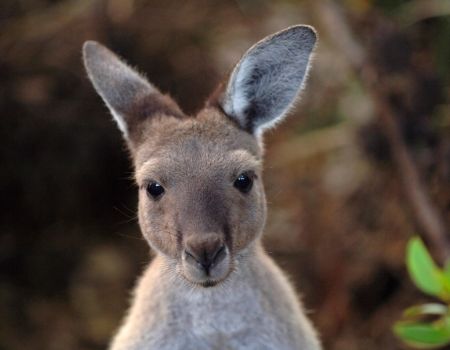 Australien - Kitesafari - Känguru.jpg